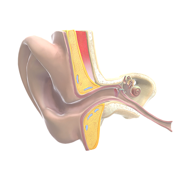 ENT Ear